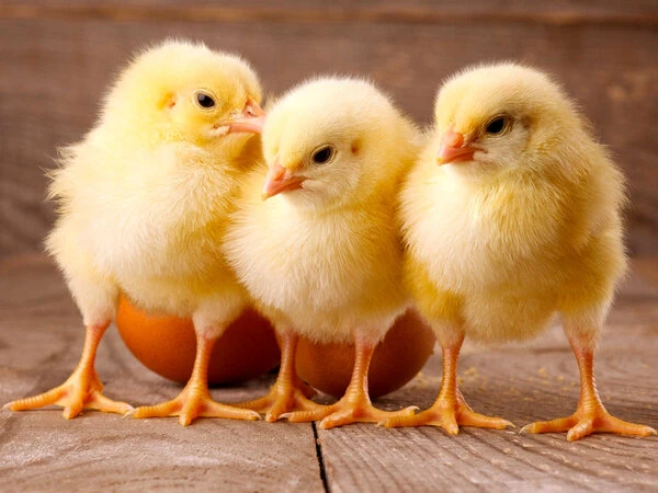 Comprehensive Overview of Large-Scale Poultry Farming Methods