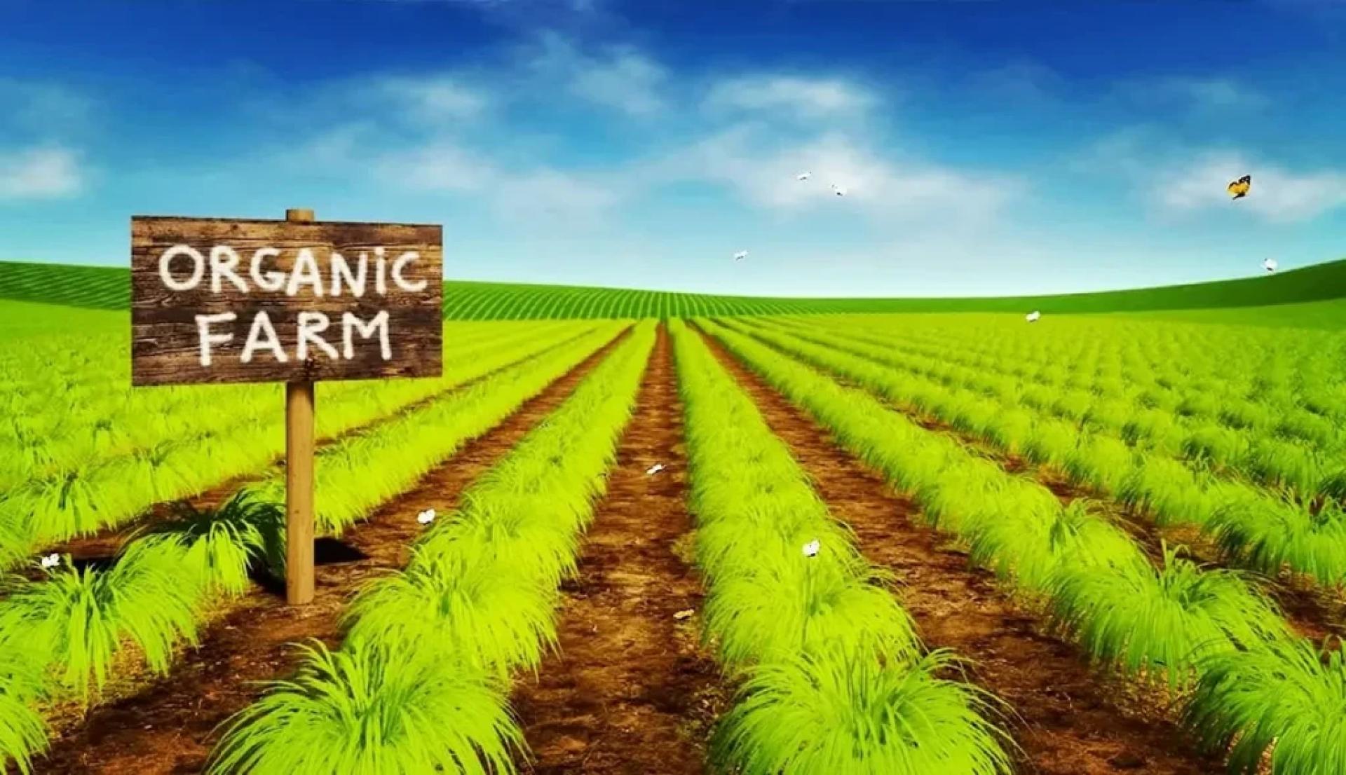 The Evolution of Organic Farming: Trends and Innovations