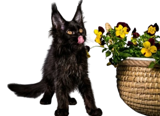 Maine Coon Kittens for Sale in Wisconsin: Adopt a Cuddly and Loving Kitten