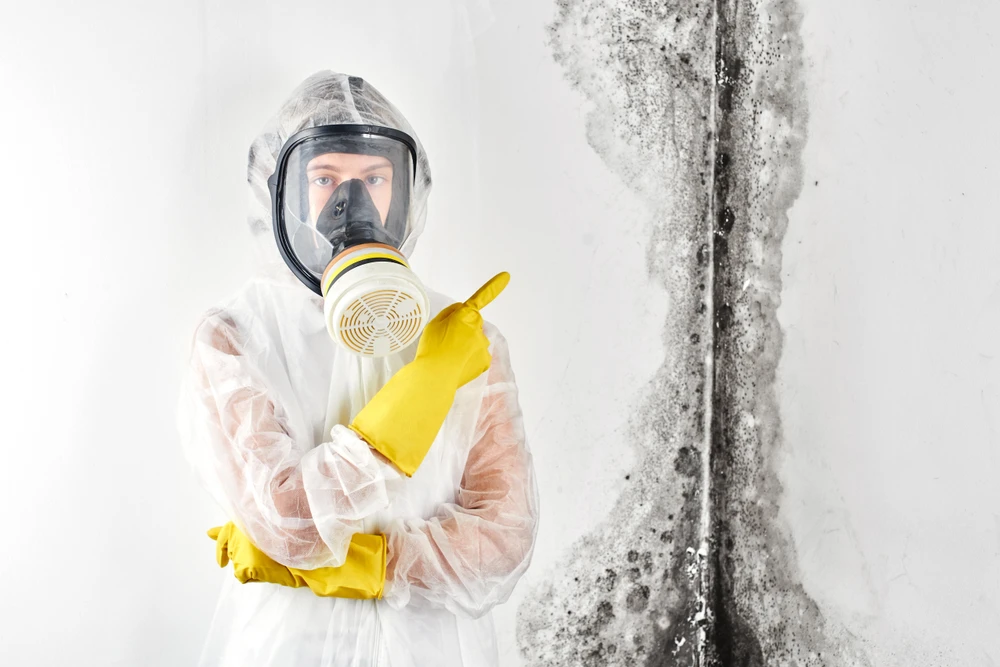 Understanding Mold Testing in Los Angeles