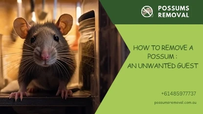 How to remove a Possum: An Unwanted Guest