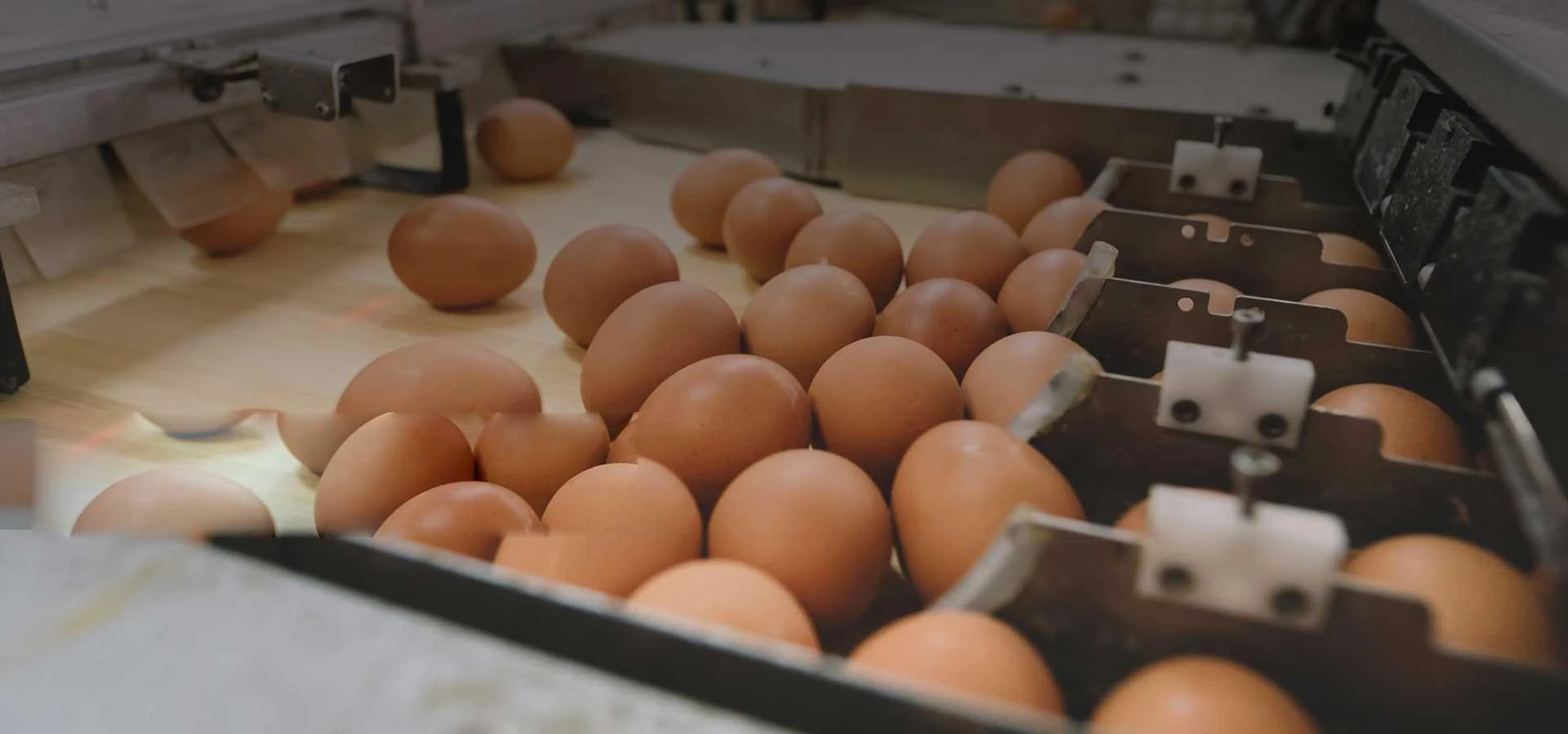 Advancing Agriculture with Computer Vision-Based Grading Machines - HybridAgRobots