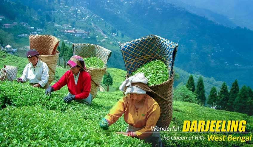 Discover Darjeeling &amp; Gangtok: Exclusive Darjeeling Gangtok Package Tour Available Now!