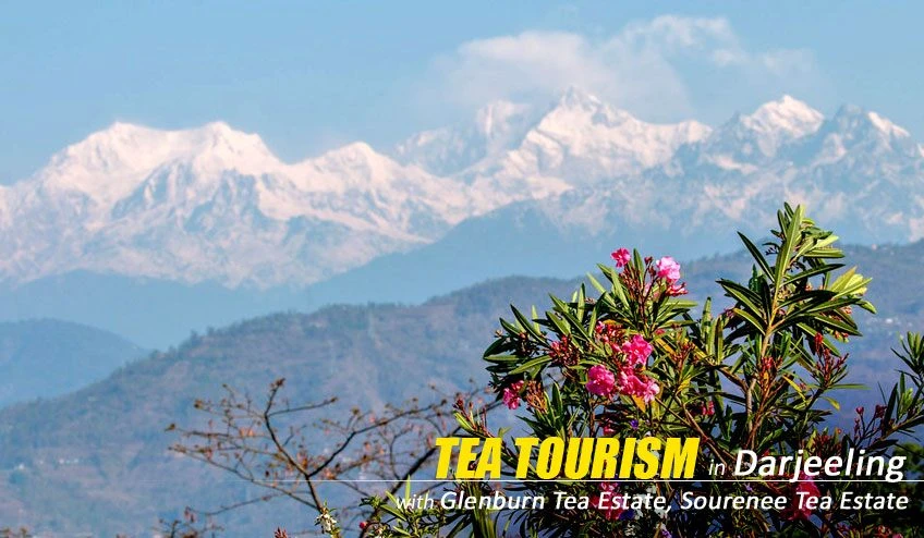 Experience Tea Tourism in Darjeeling in a Different Way with NatureWings