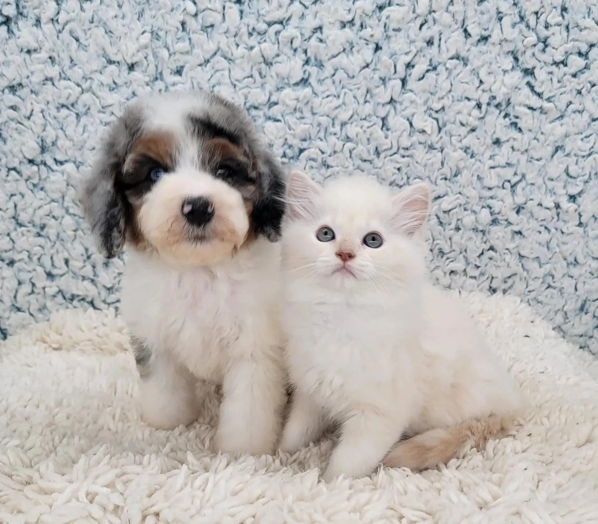 Awesome Paws - A Premier illinois Breeder