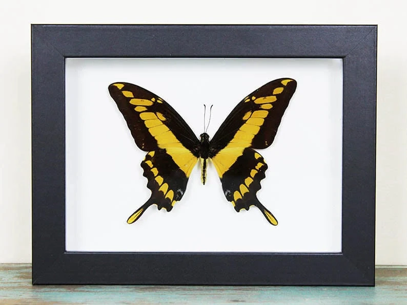 The Regal Display: A King Swallowtail in a Frame
