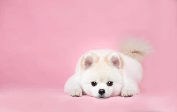 How Overnight Dog Sitting Services in Lakewood, CO, Can Provide Comfort for Introverted and Non-sociable Dogs