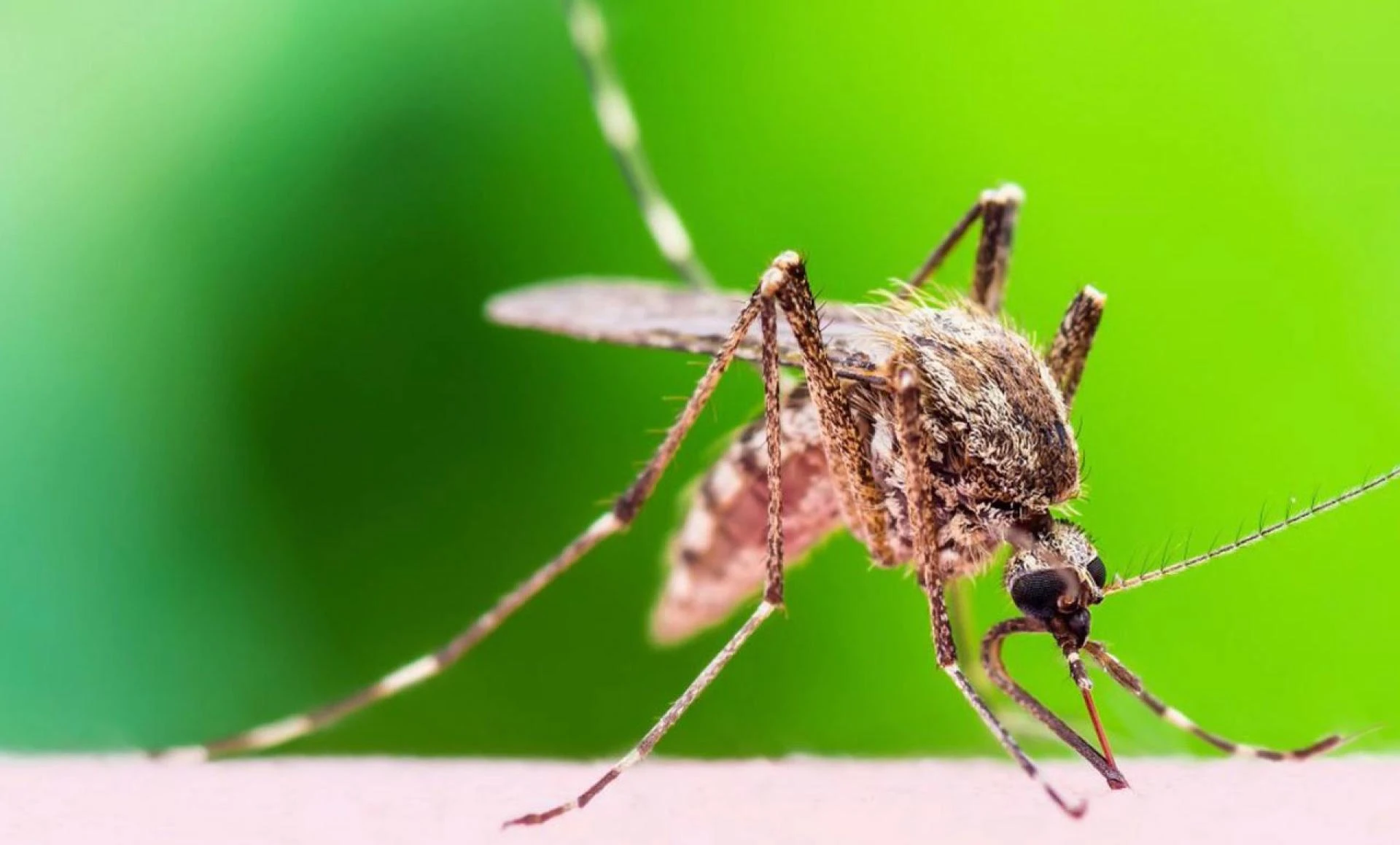 Expert Mosquito Control Services in Swansea, MA | Safe &amp; Effective Solutions