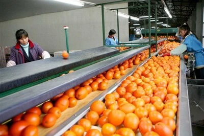 Orange Processing Plant Report 2024: Setup Details, Machinery Requirements and Cost Analysis