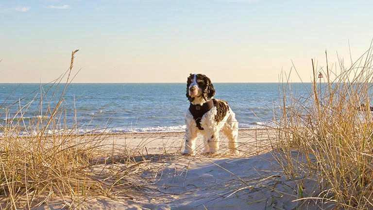 Just Check Out Key Details About Myrtle Beach Pet Friendly Rentals