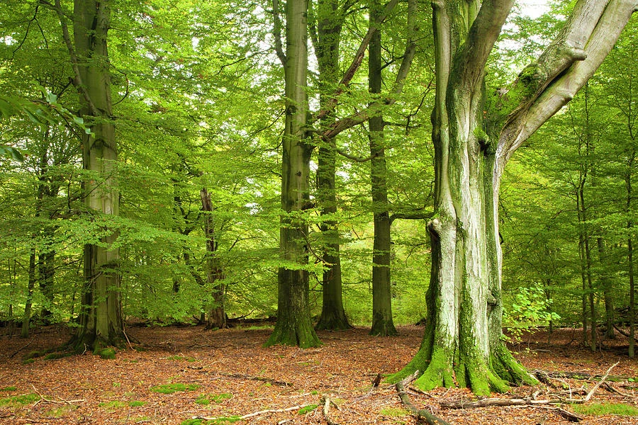 The Majestic World of Trees: Guardians of the Earth