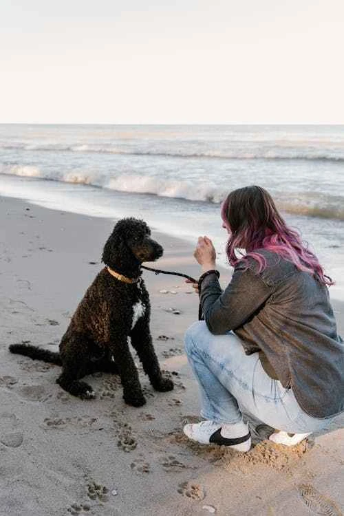 How to Train Your Dog through Basic Commands and Advanced Techniques