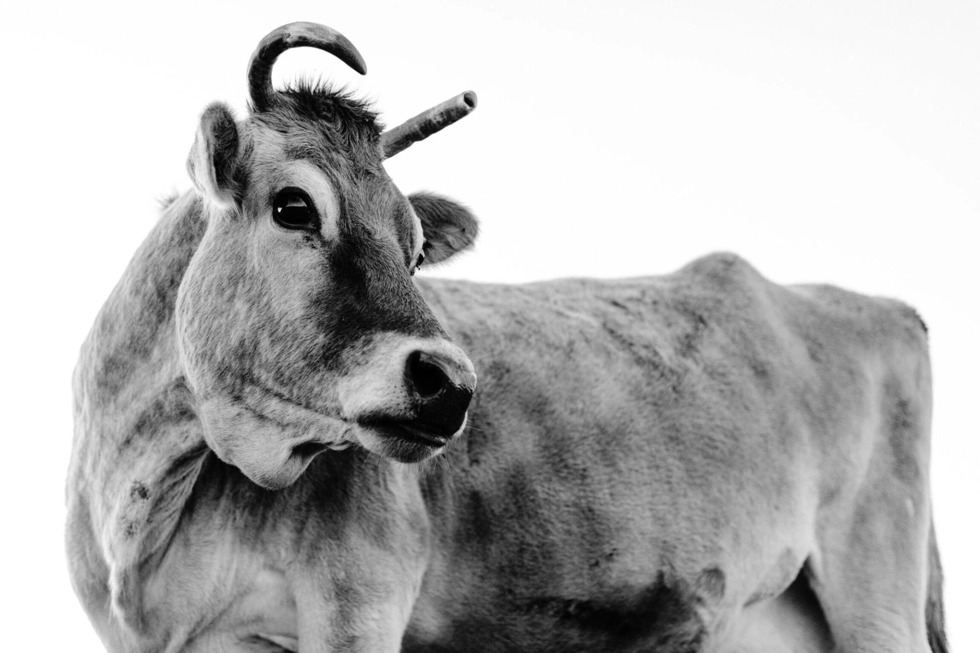 What You Should Know About Beef Liver—and 3 Ways to Enjoy It