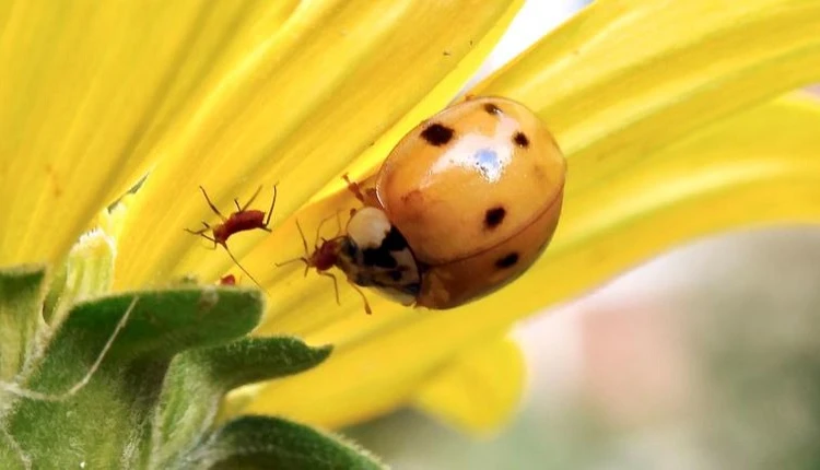 Biocontrol Products Market Sees Increased Demand with the Rise of Precision Farming Techniques