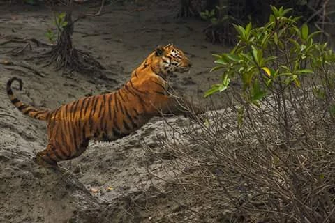 Puja Spl Sundarban Package Tour from Kolkata with NatureWings