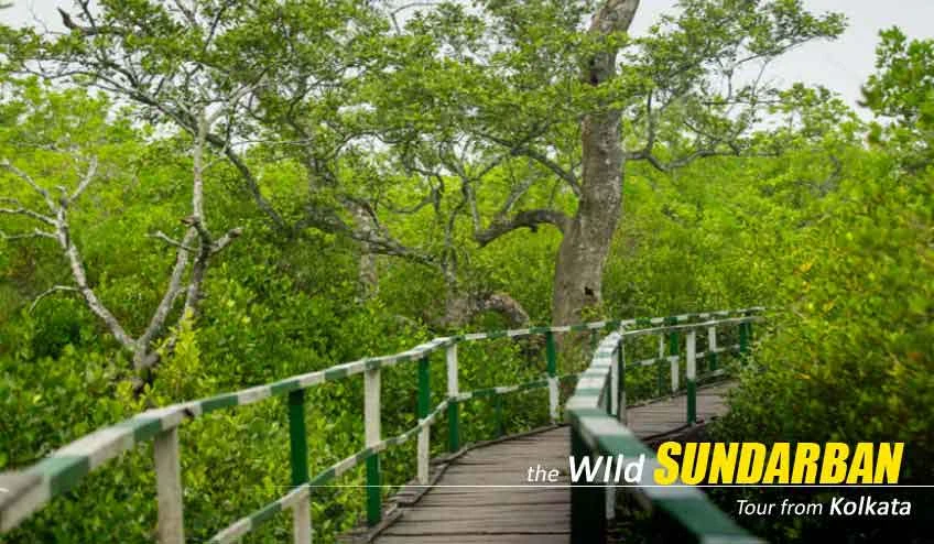 2 Nights 3 Days Sundarban Tour Package at Best Price - Book Now!
