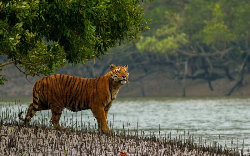 Sundarban Package Tour From Kolkata