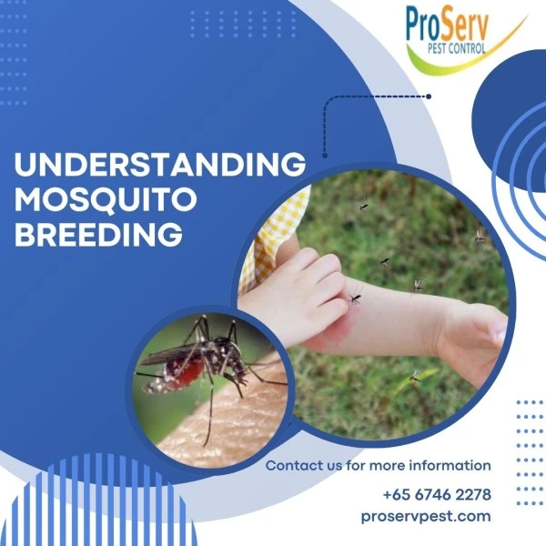 How Can Singapore Residents Reduce Mosquito Breeding Sites?