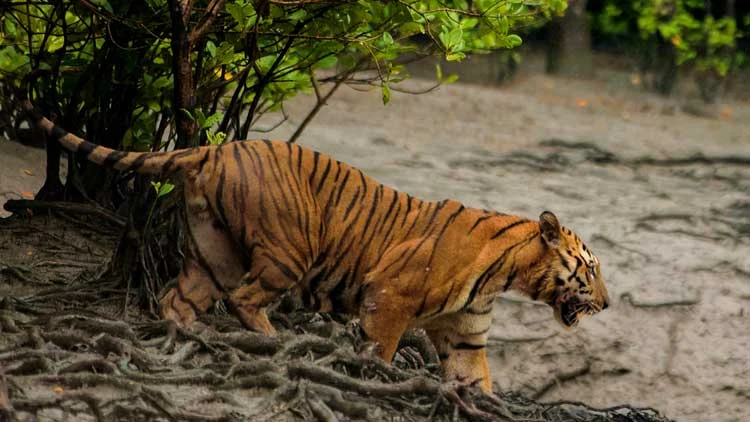 Sundarban Package Tour from Kolkata with NatureWings