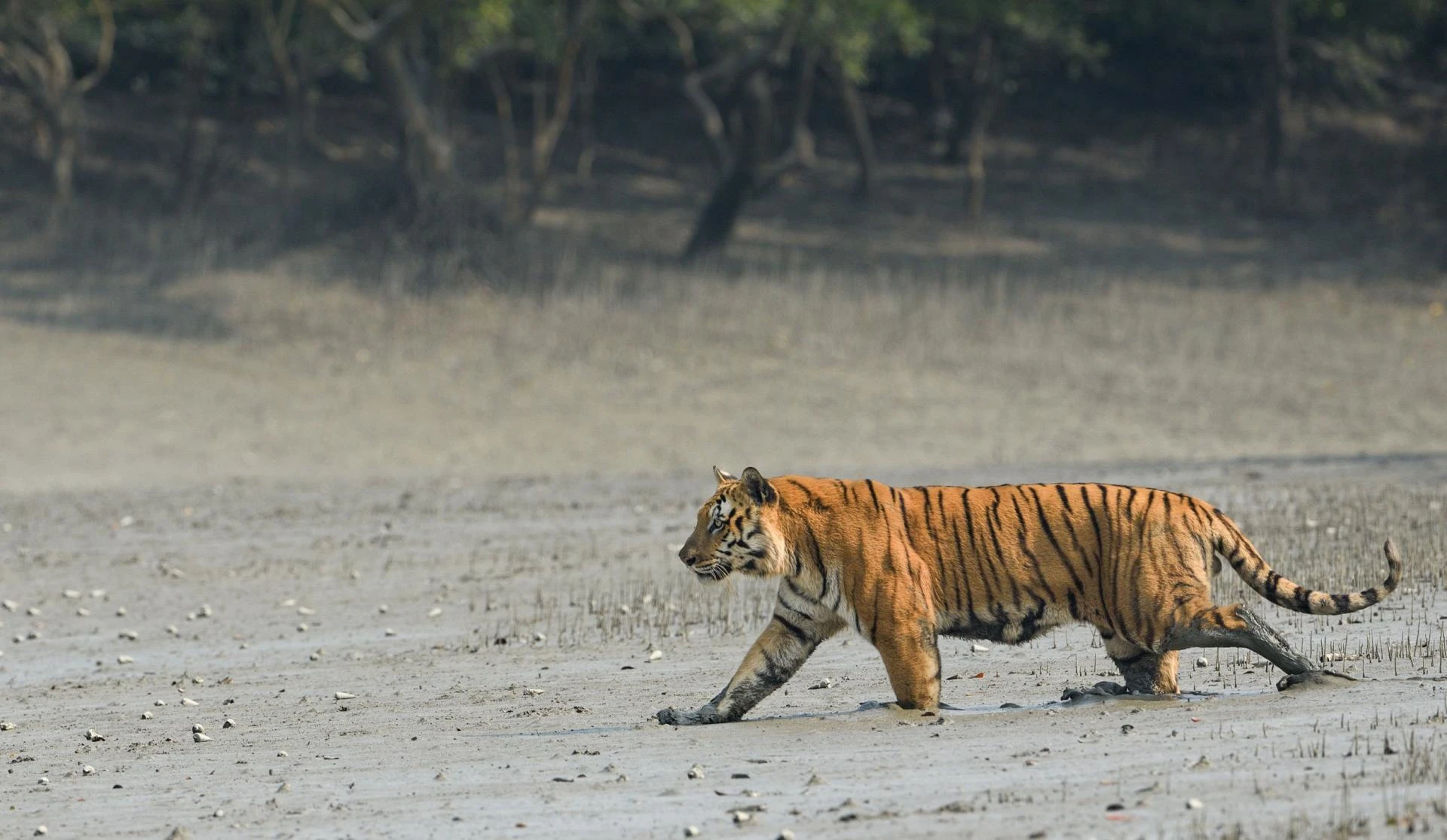 Sundarban Package Tour From Kolkata