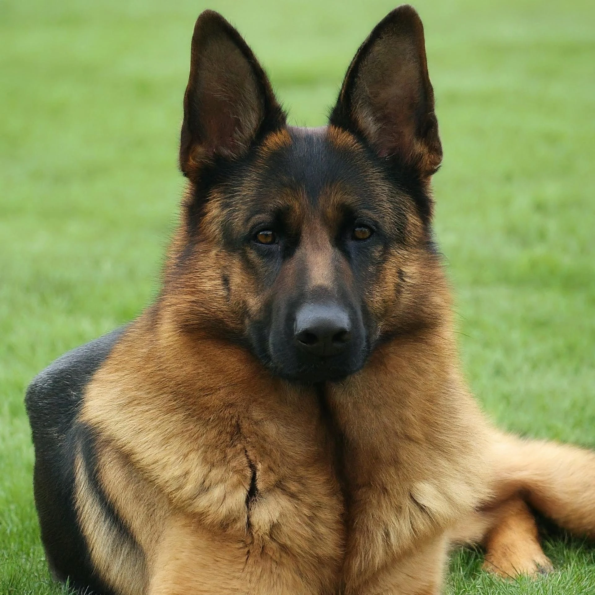 Comprehensive Guide to Taking Care of a German Shepherd Dog