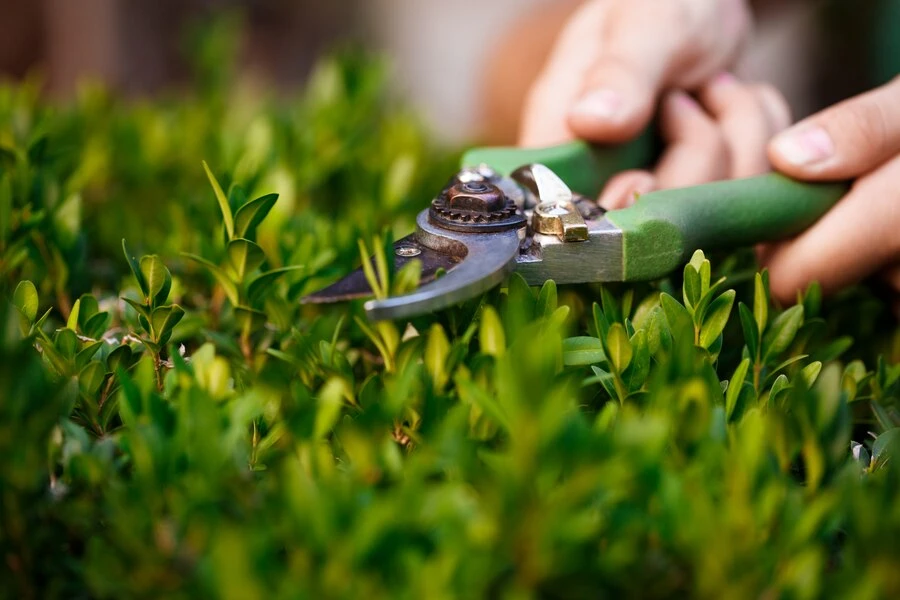 Comprehensive Garden Maintenance Services in Dubai: A Guide to a Beautiful Outdoor Space
