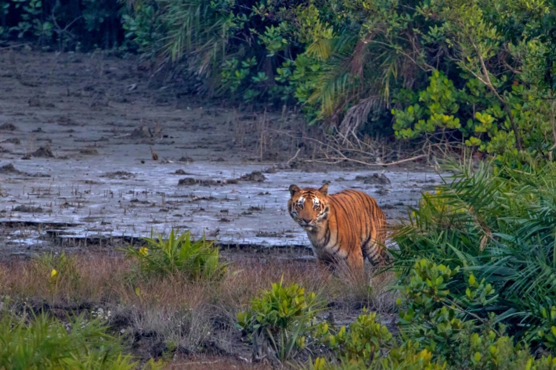 Sundarban Package Tour From Kolkata
