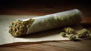 Unlock the Power of THCA: Must-Try Pre Rolls for Enthusiasts