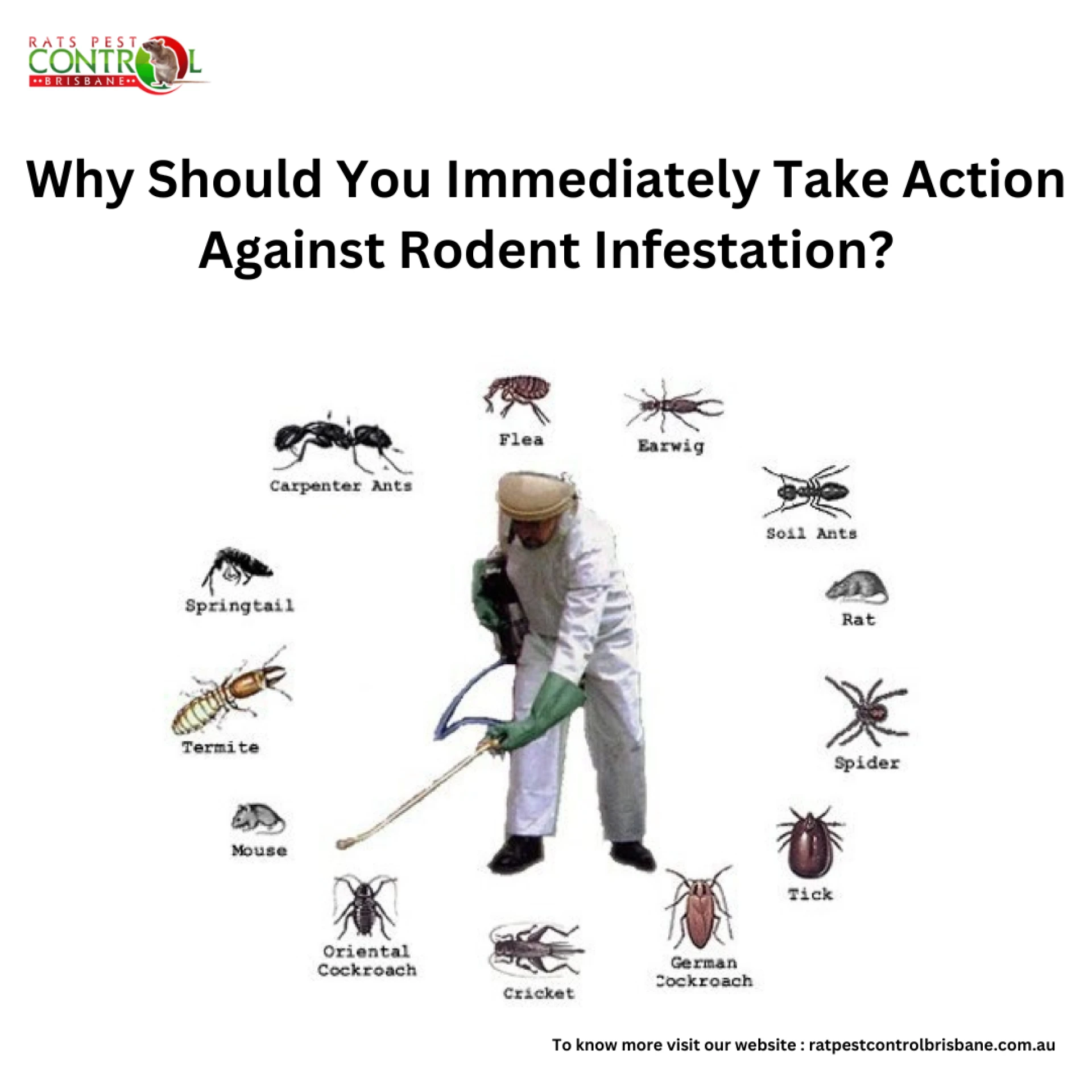 Why Timely Rat Control in Brisbane is Essential