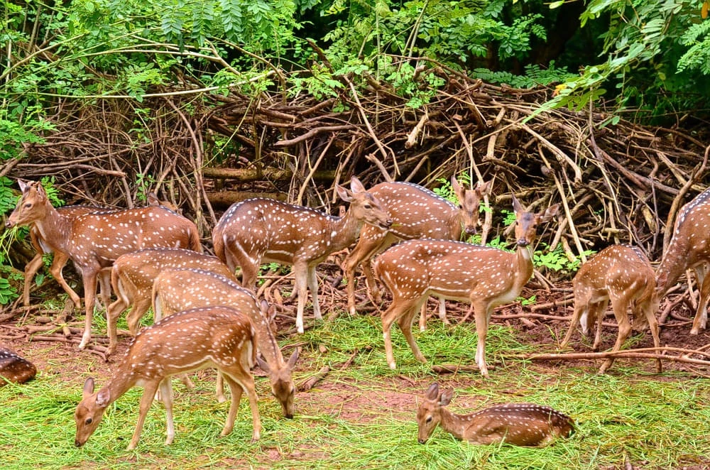 Sikkim’s Best Wildlife Sanctuaries and National Parks