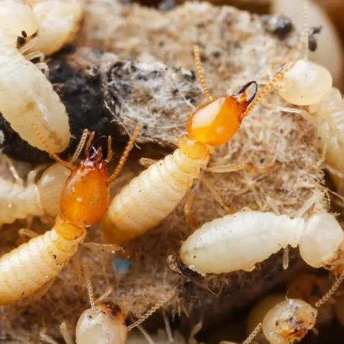 A Complete Guide to Home Protection: How to Locate a Reasonably Priced Termite Expert Near You