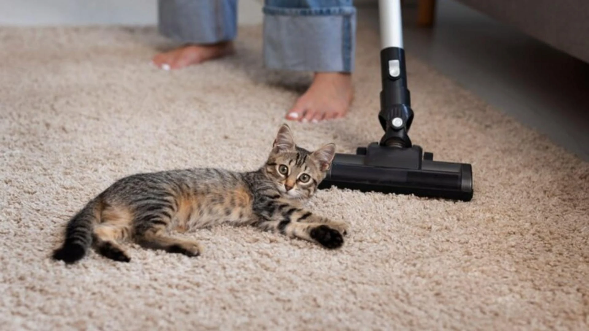 How to Clean Cat Pee From Carpet