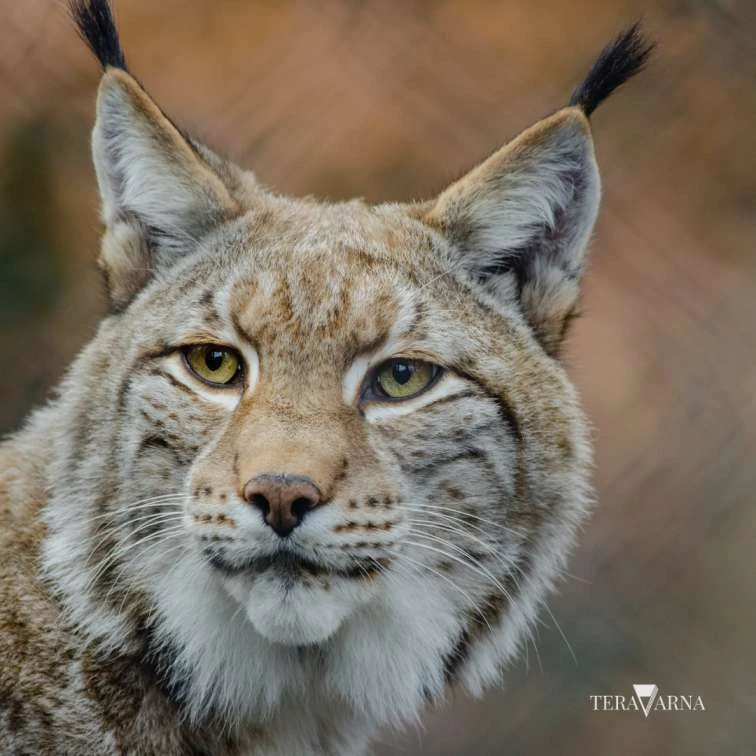 The Different Types of Animal Paintings