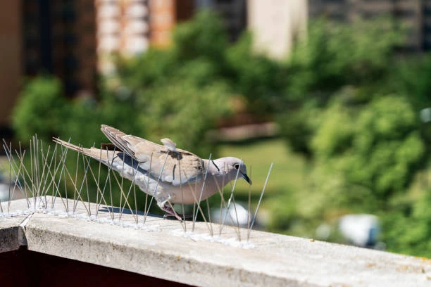 The Benefits of Installing Bird Spikes on Residential Properties in Dubai