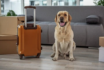 How can I make my pets move easier?  10 Tips for your Move