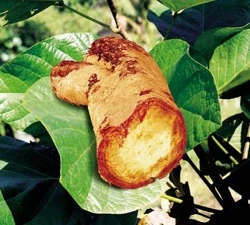 Những lợi ích sức khỏe tuyệt vời của cây huyết đằng lông