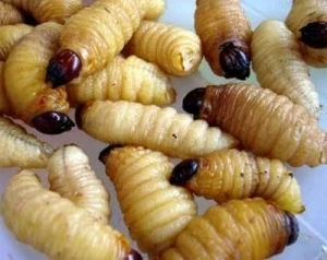 Tác dụng tuyệt vời của acid amin nhộng tằm