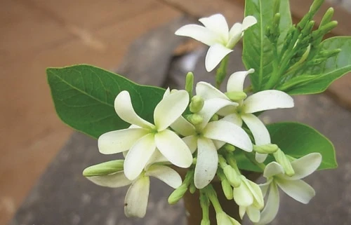Cao mộc hoa trắng