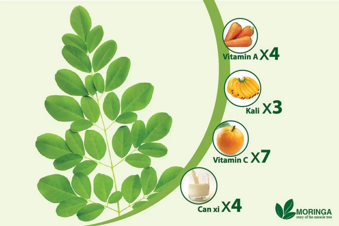 Cao chùm ngây có ngăn ngừa được độc tố asen không?
