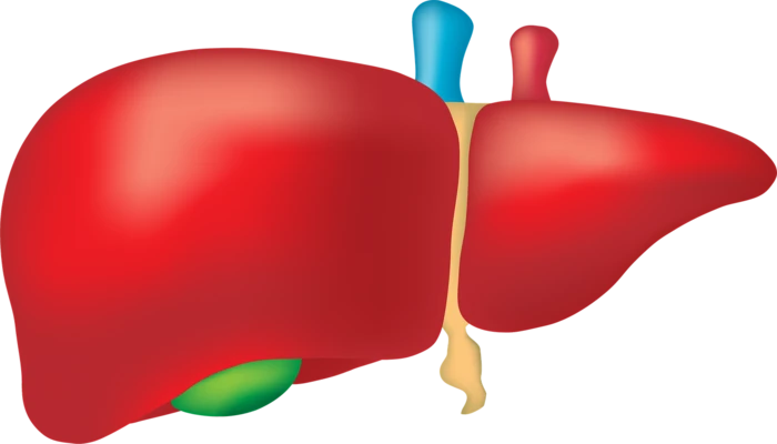Things to Know About Liver Transplant: A Hope For A Better Future