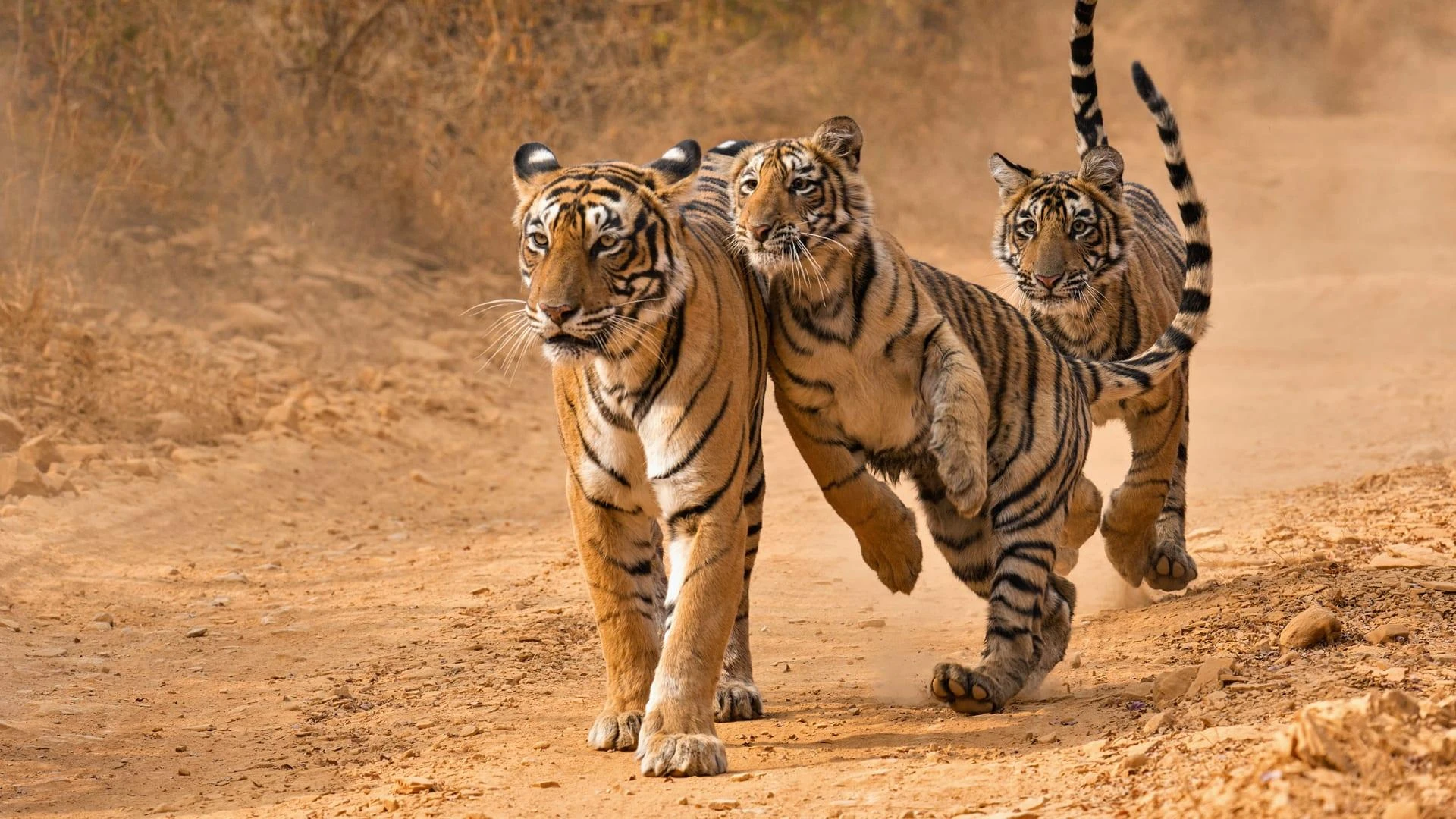 Know Why Golden Triangle Tour With Ranthambore Is Popular For Tourists Destination?
