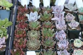 Foolproof Ways to Keep Your Succulents Alive