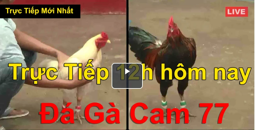 Đá gà trực tiếp Thomo hôm nay Casino 999