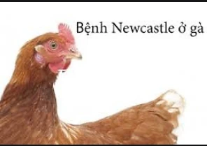 Bệnh dịch tả Gà ( BỆNH NEWCASTLE )
