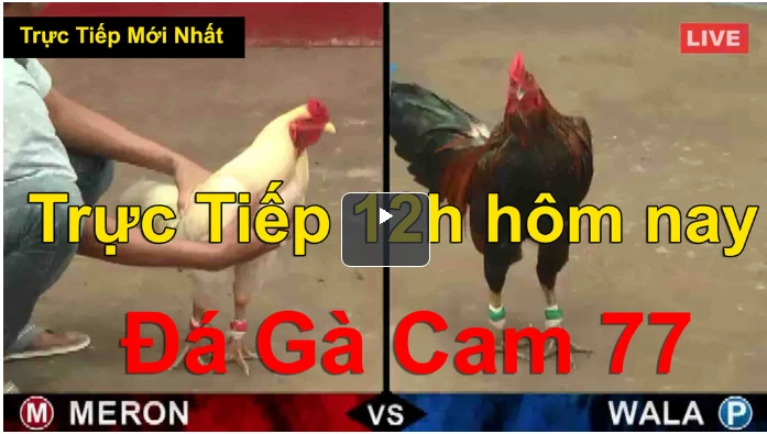 Đá Gà Bình Luận Hôm Nay Ngày 17/9/2020
