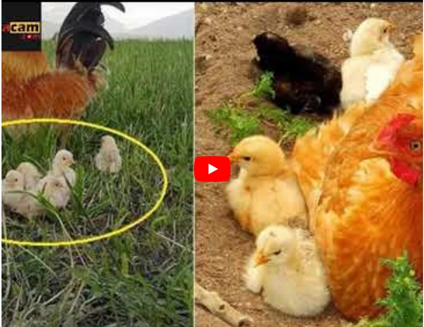 Cảm động với hình ảnh chú gà trống đơn thân nuôi đàn con
