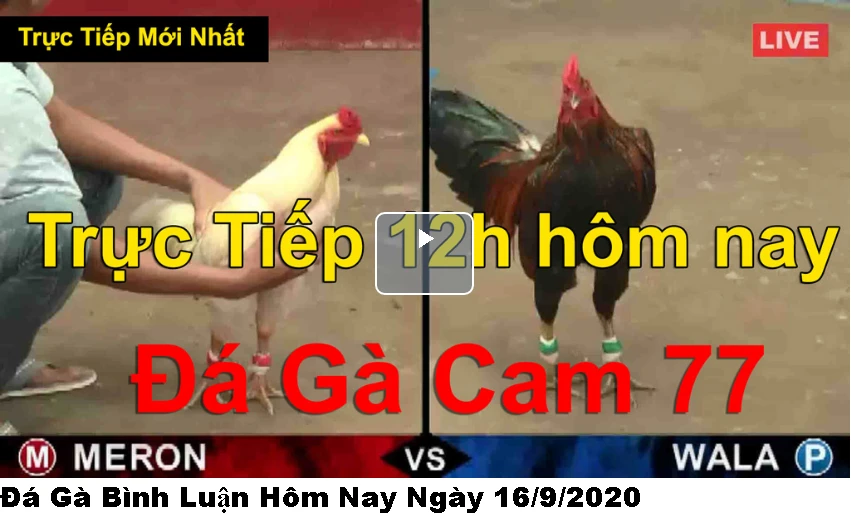 Đá gà trực tiếp Thứ 4 ngày 16/9/20206