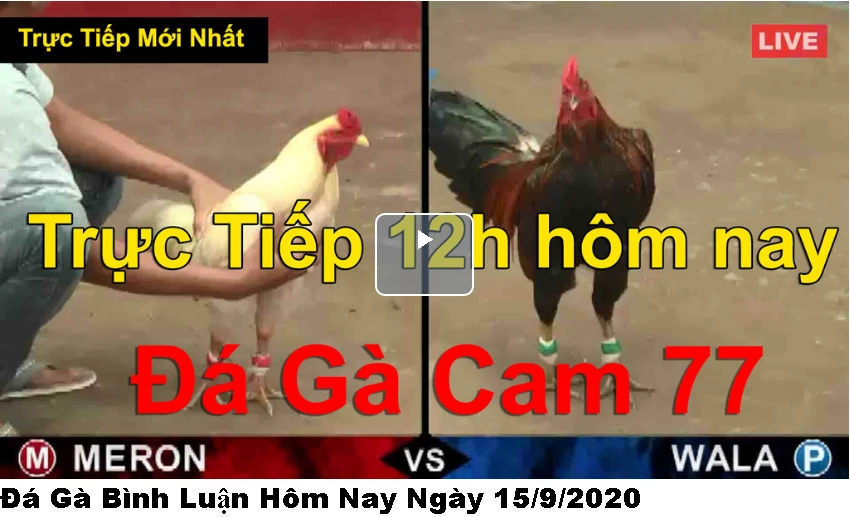 Đá Gà Bình Luận Hôm Nay Ngày 15/9/2020