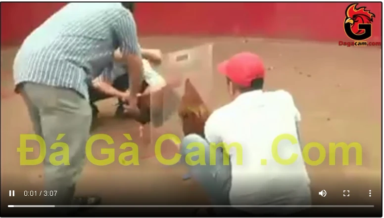 Đá gà trực tiếp Thứ 6 ngày 11/9/2020