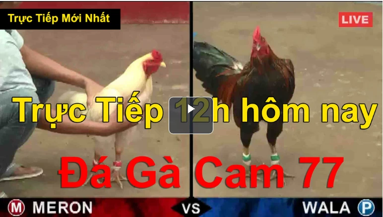 Đá Gà Bình Luận Hôm Nay Ngày 10/9/2020